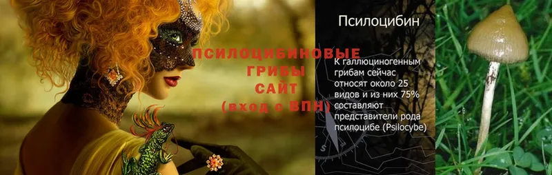 Псилоцибиновые грибы Psilocybe  купить наркотики цена  МЕГА рабочий сайт  Воскресенск 